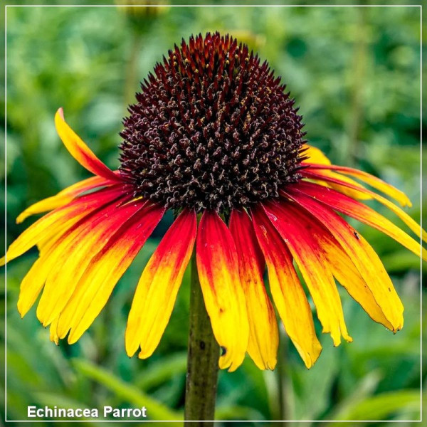 Echinacea Parrot