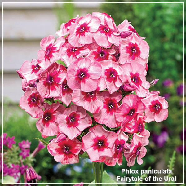 Phlox paniculata Fairytale of the Ural