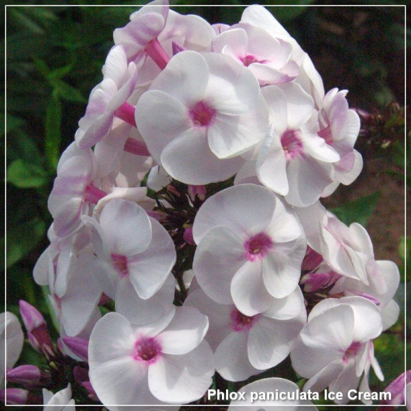 Phlox paniculata Ice Cream
