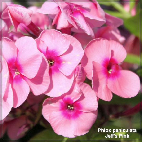 Phlox paniculata Jeff's Pink