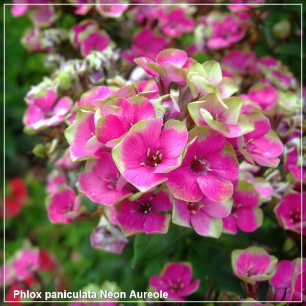 Phlox paniculata Neon Aureole