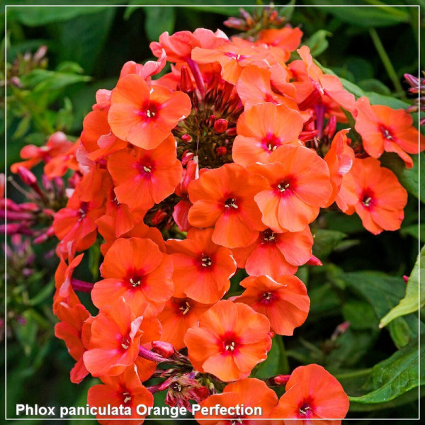 Phlox paniculata Orange Perfection