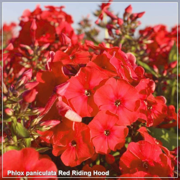 Phlox paniculata Red Riding Hood