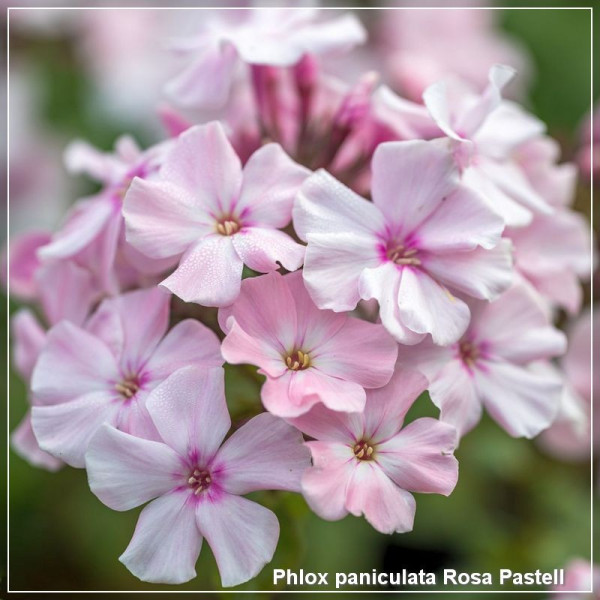 Phlox paniculata Rosa Pastell