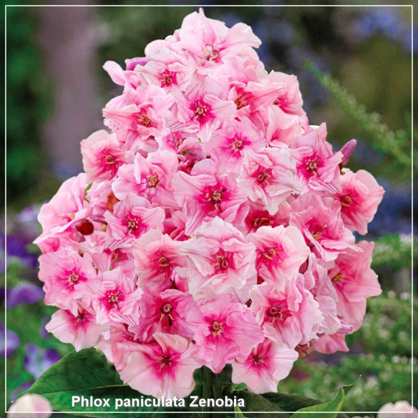 Phlox paniculata Zenobia