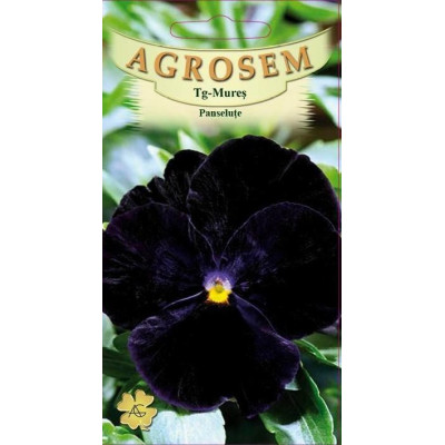 Panselute negre seminte - Viola witrockiana