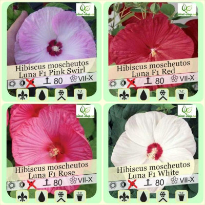 Hibiscus moscheutos Luna F1 - 4 plante mix