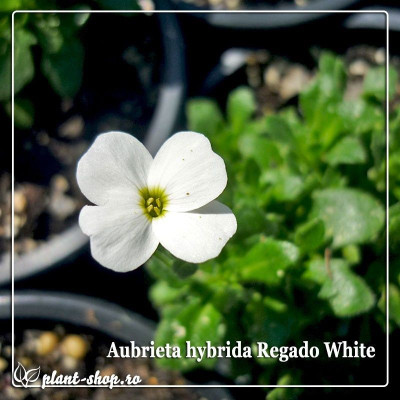 Aubrieta hybrida Regado White