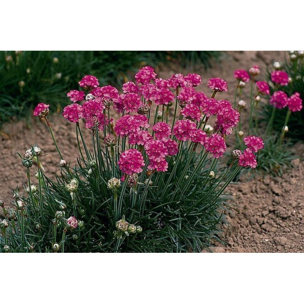 Armeria maritima Abbey Deep Rose