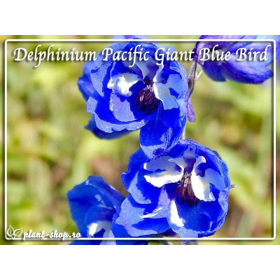 Delphinium Pacific Giants Blue Bird