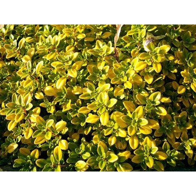 Thymus citriodorus Golden Lemon