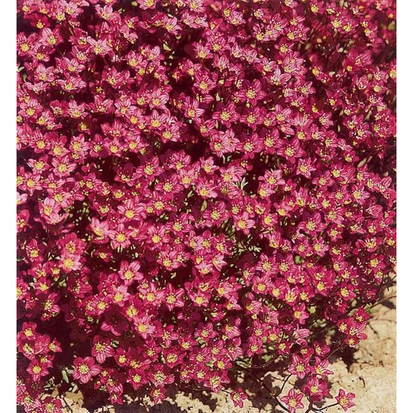 Saxifraga x arendsii "Carpet Purple"