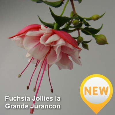 Fuchsia Jollies la Grande Jurancon G-9