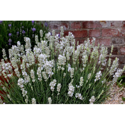 Lavandula angustifolia White Fragrance G-9