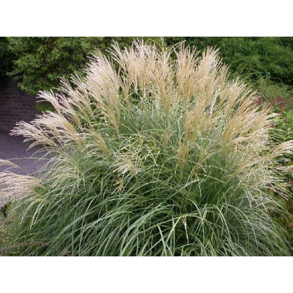 Miscanthus sinensis