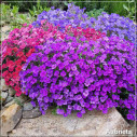 Aubrieta