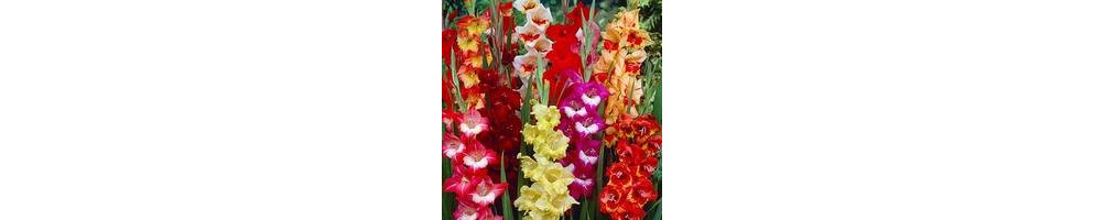 Gladiole bulbi - Gladiolus