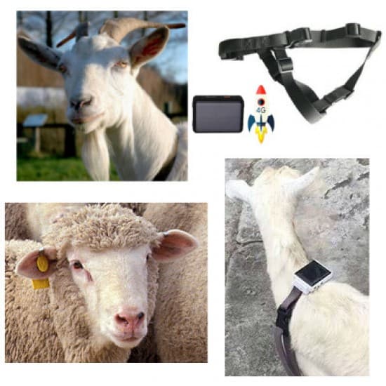 GPS tracker pre ovce a kozy 4G (pre lepšie pokrytie signálom)