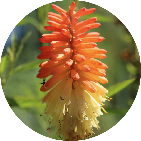 Arancione – Kniphofia 1