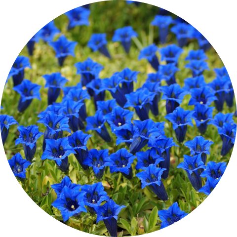 Blu – Gentiana 1