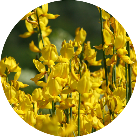Giallo – Ginestra 1
