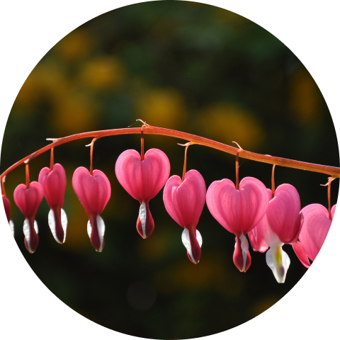Rosa – Dicentra spectabilis 1