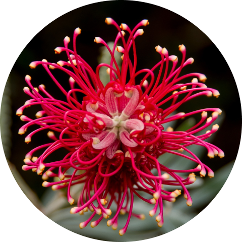 Rosso – Grevillea 1
