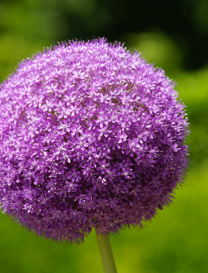 Viola – Allium giganteum
