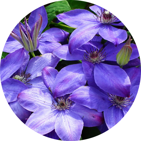 Viola – Clematis 1