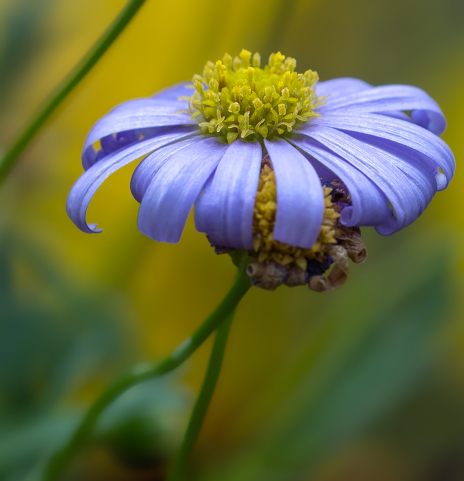 azzurro – Felicia amelloides