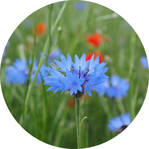 azzurro – Fiordaliso 1
