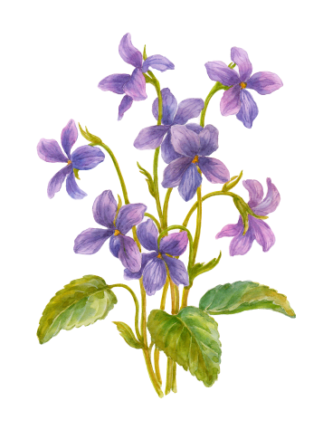 vincamajor 1