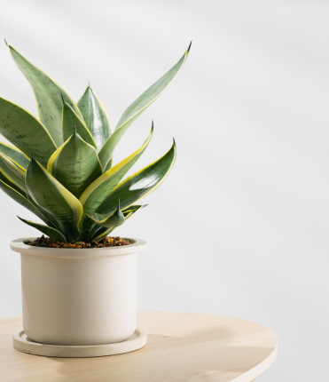 first-plant-office