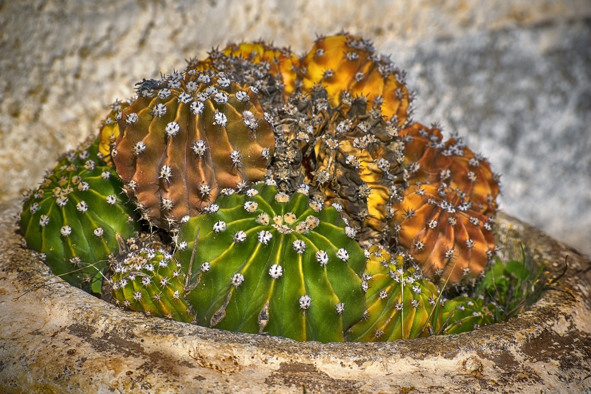 beaucarnea elefantenfu Elefantenfuss | Beaucarnea recurvata