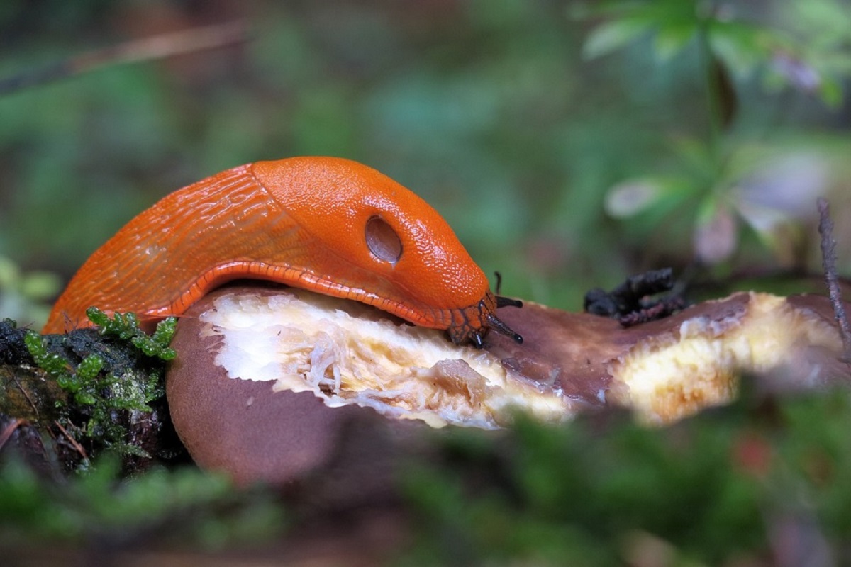 Smaxcn 30 pezzi anello di protezione per lumache, protezione naturale per insalata e cavolo