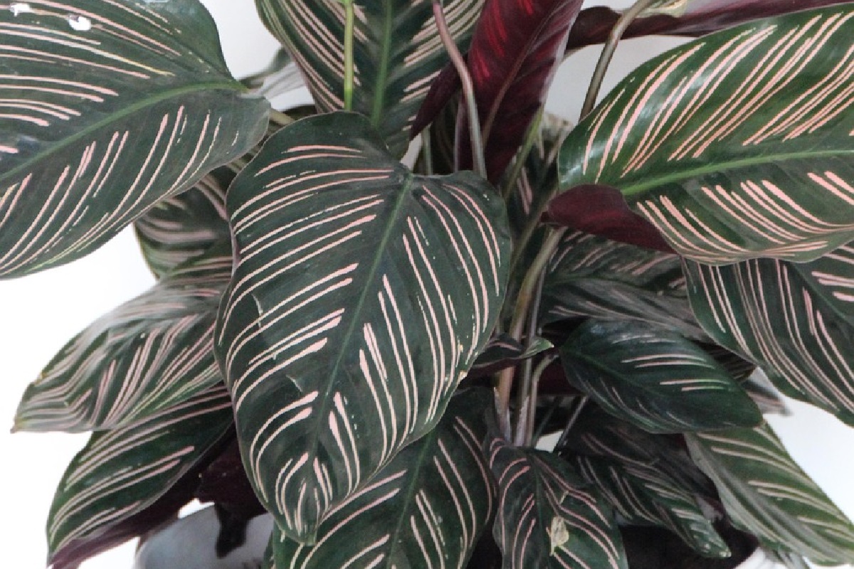 Come scegliere e coltivare le Calathee in appartamento