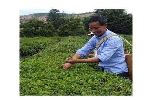 tea picker