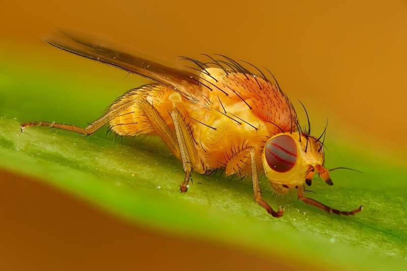 Нібы з іншай планеты: гродзенскі фатограф класна здымае насякомых і хацеў бы зрабіць выставу