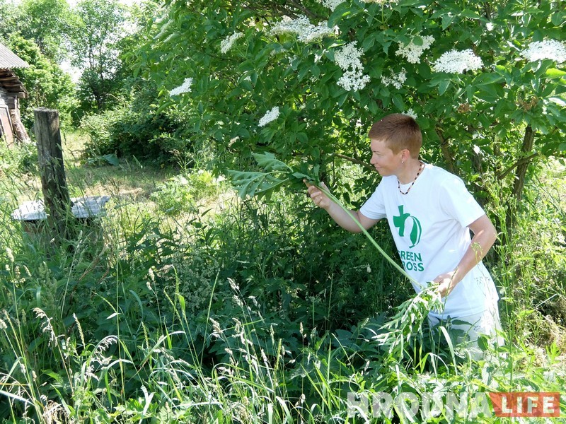 Трава ля дома: гродзенка 5 гадоў гатуе з пустазелля і гатова падзяліцца рэцэптамі