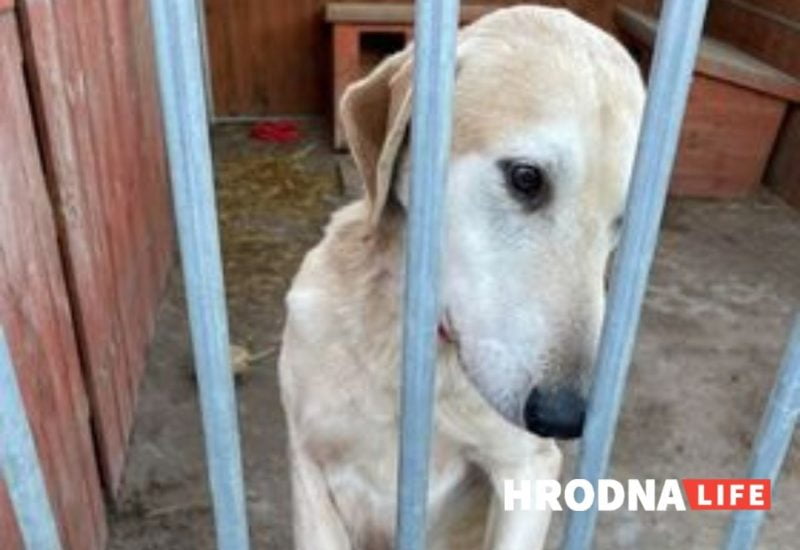 В польский приют попала собака: вероятно, из Беларуси. Поможем ему найти хозяев!