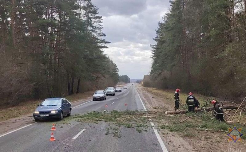 Пацярпелі 19 населеных пунктаў: глядзіце фота, што моцны вецер пашкодзіў у Гродзенскай вобласці за выхадныя