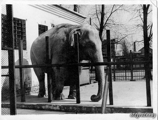 Караник пообещал привезти в Гродно слона