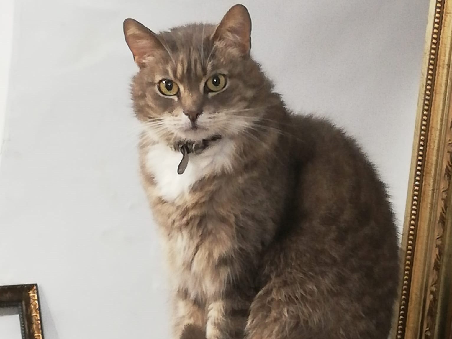 В Гродненской галерее Тизенгауза умерла кошка Соня - один из символов галереи