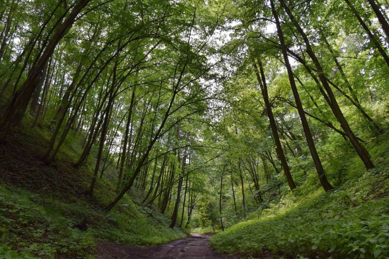 Парки Гродно включают в себя парк Понемунь