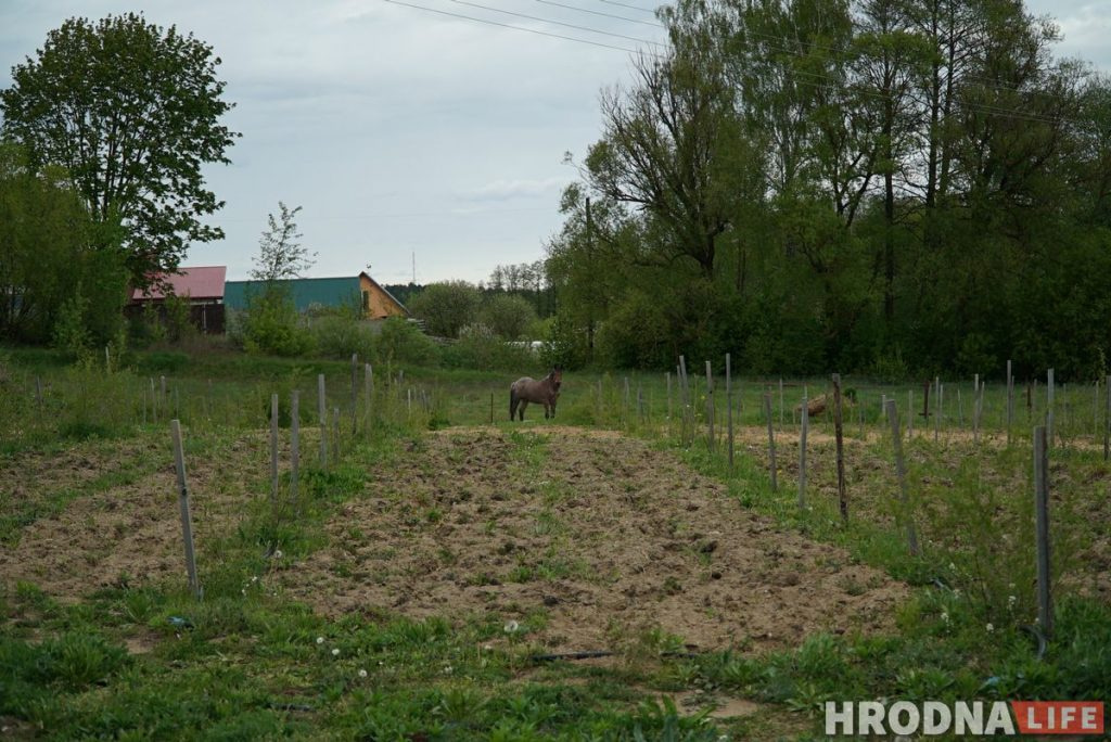 Словил хайп и стал фермером. Программист из Гродно закапывает гречку в землю и выращивает ягоды годжи