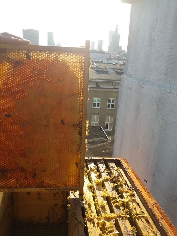 Правильные пчелы живут на крыше. Зачем ставить ульи в городе?