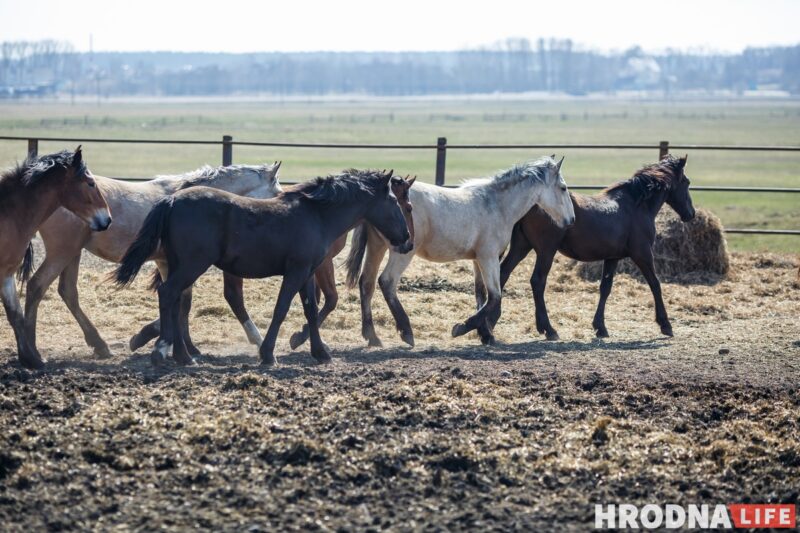 Блеск и нищета белорусского коневодства. Лошади приносят «золото», но на крышу и окна для них денег нет