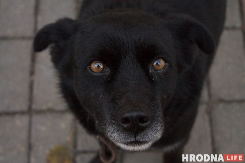 “У него нет дома, но есть инстаграм”. Бездомный пес Барон из Гродно рассказывает о своей жизни в соцсетях
