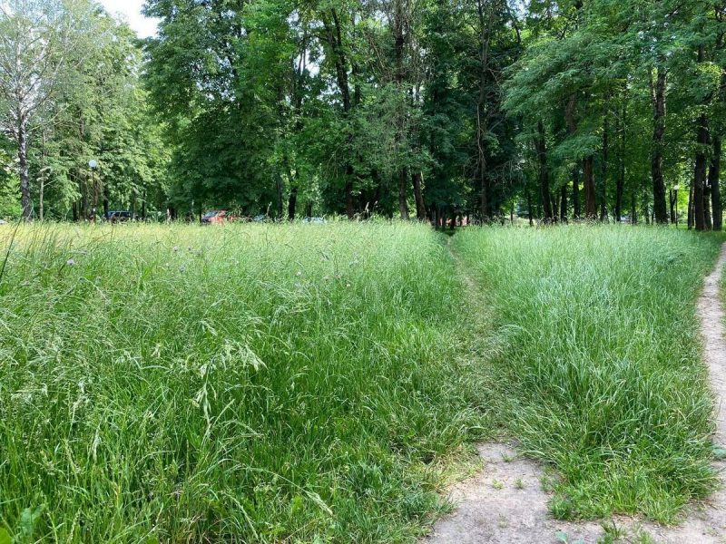 высокая трава, покос травы в Гродно, график покоса