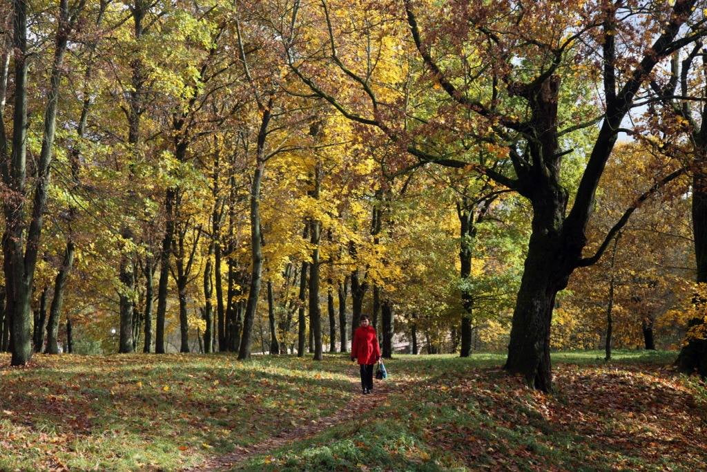 «Результат шокировал»: в Гродно собрали листосос из металлолома. А где можно и нужно засасывать листья в городе?